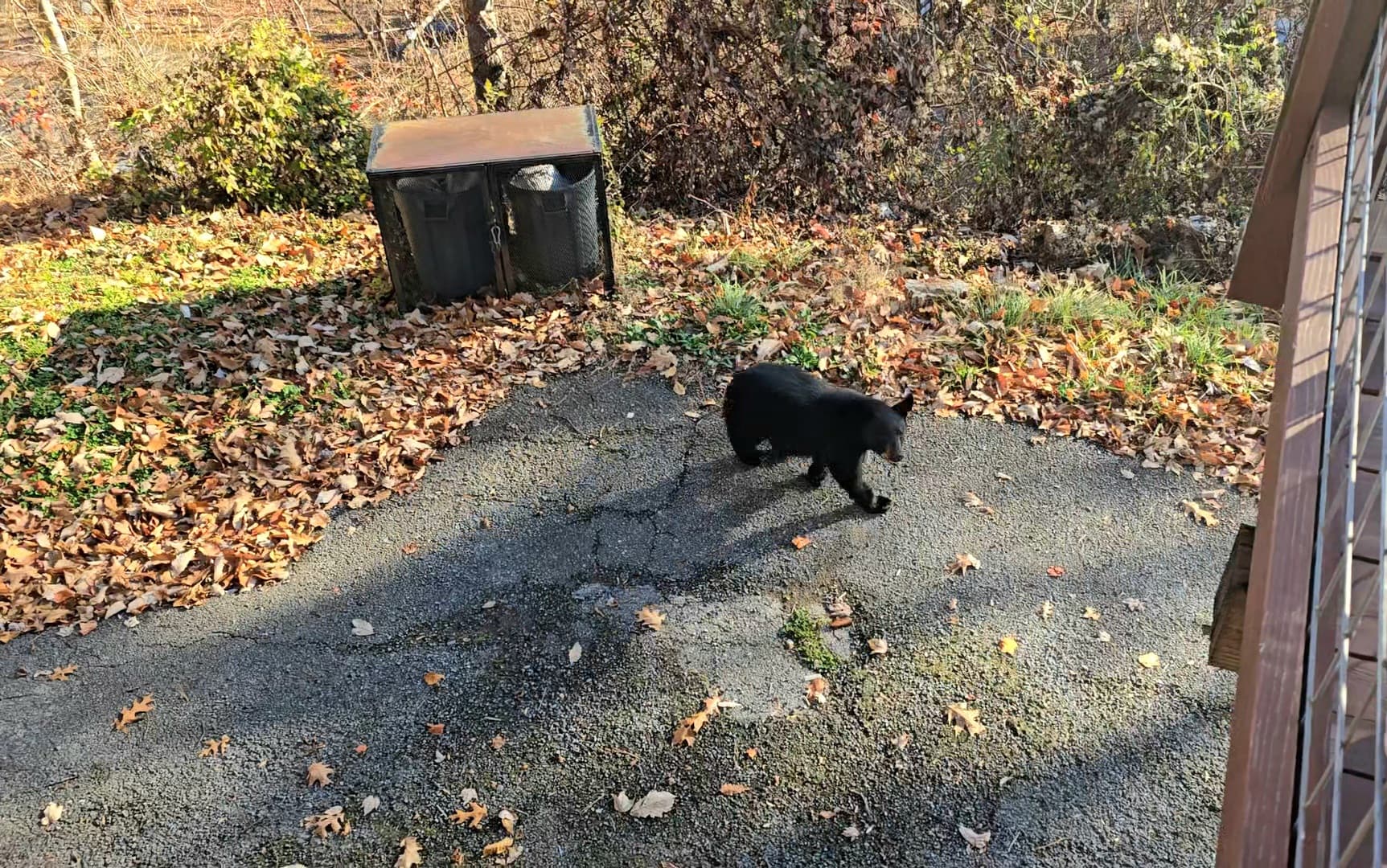 Black bear sighting near Honey Bear Lodge
