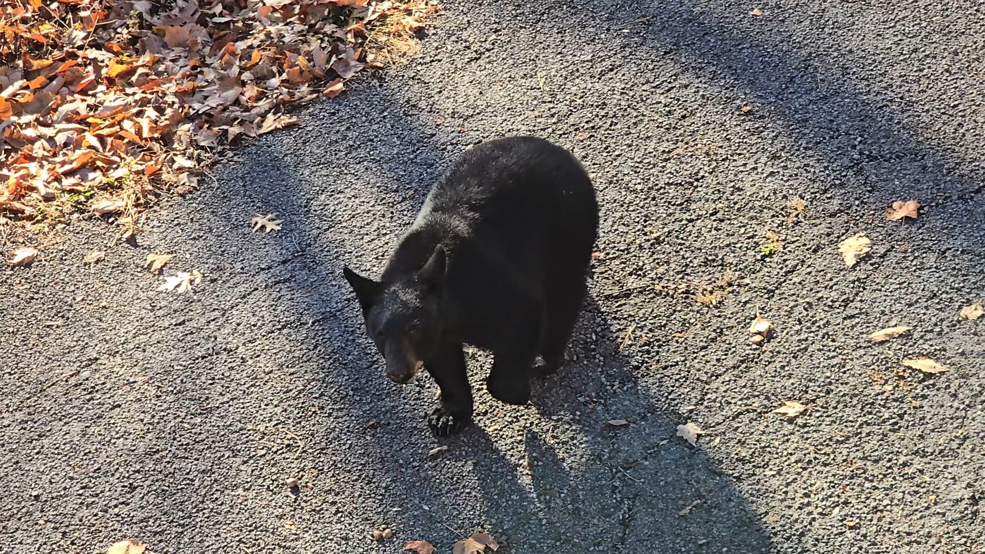 Black bear on driveway near Honey Bear Lodge